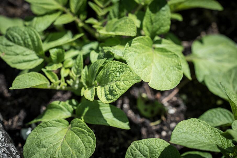 Pezibear potato plants 6333410
