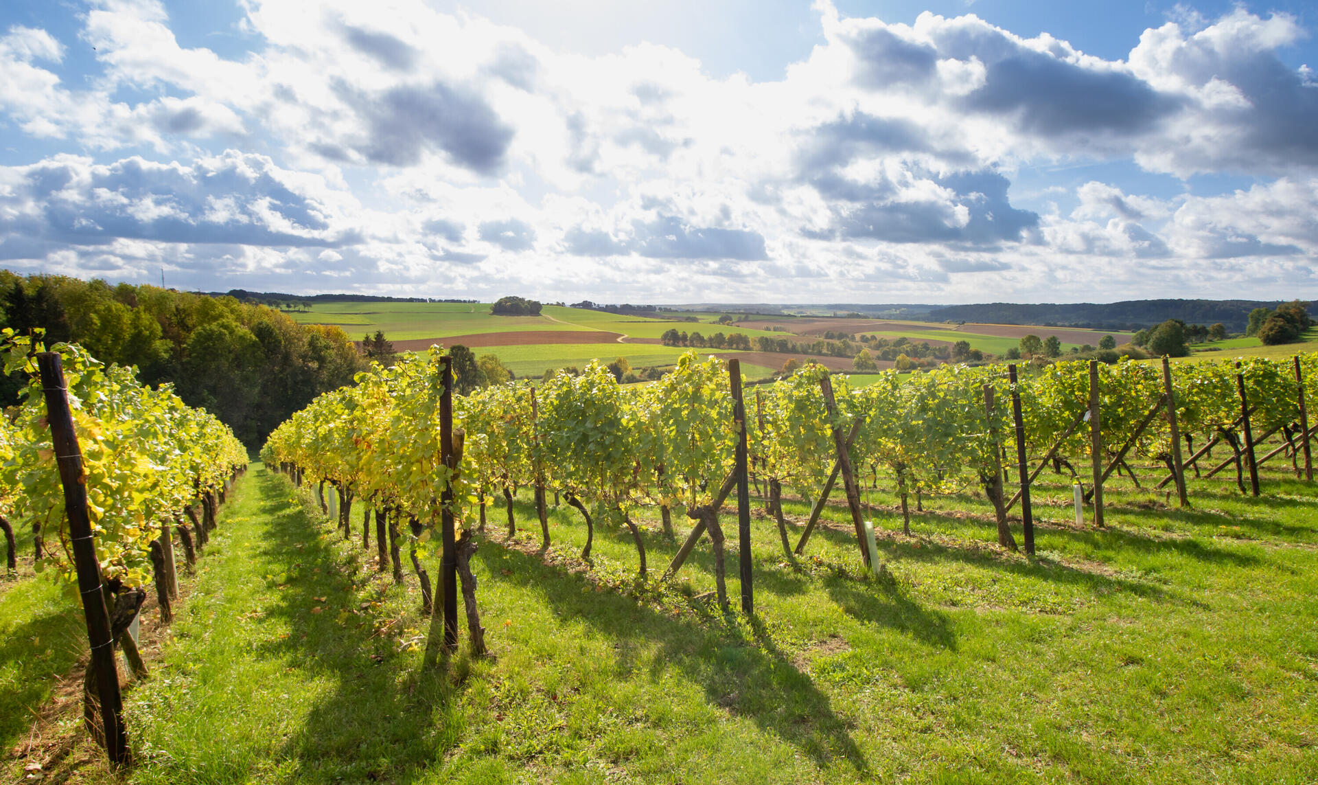 Route des Vins Ubachsberg