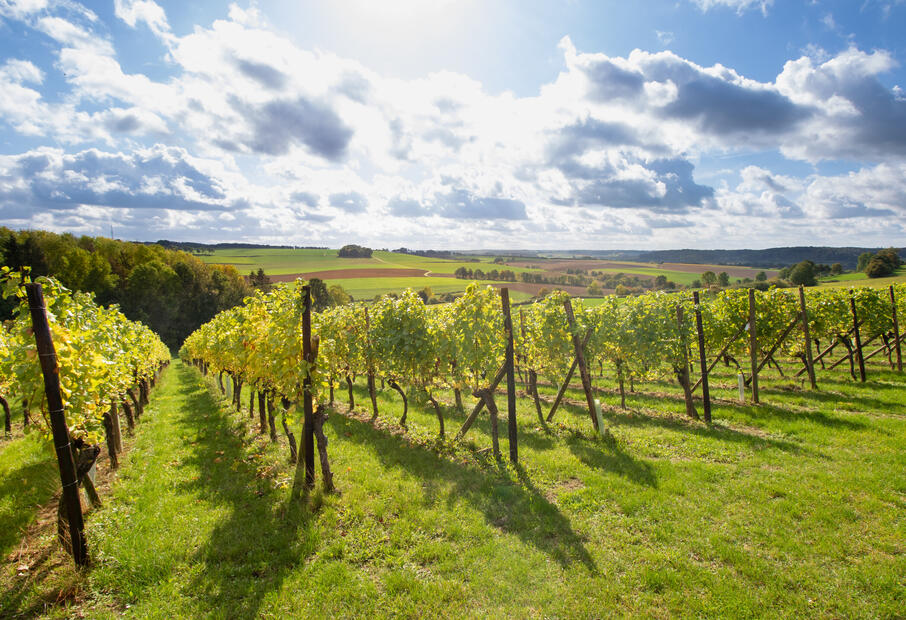 Route des Vins Ubachsberg