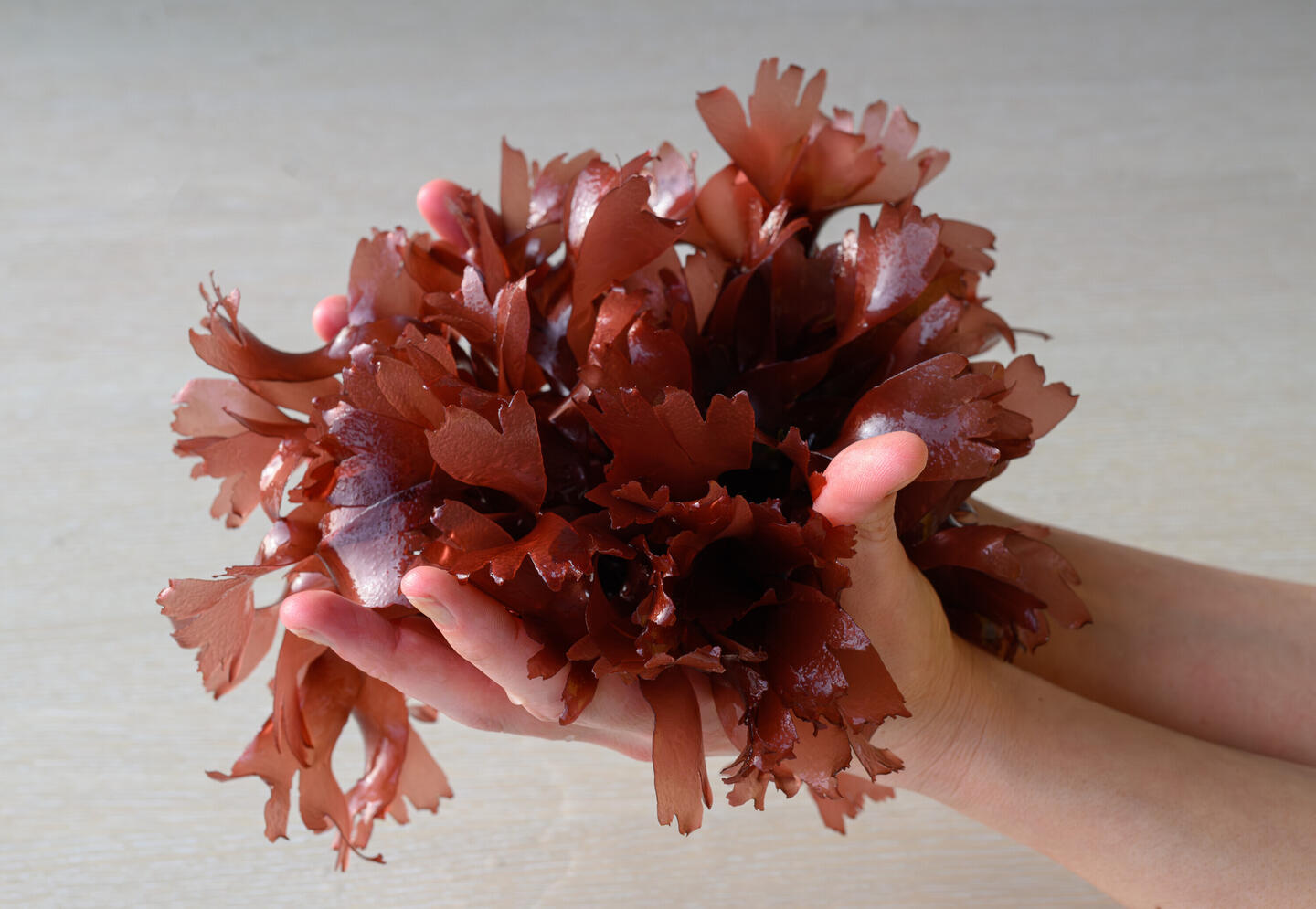 Verse Dulse in hand
