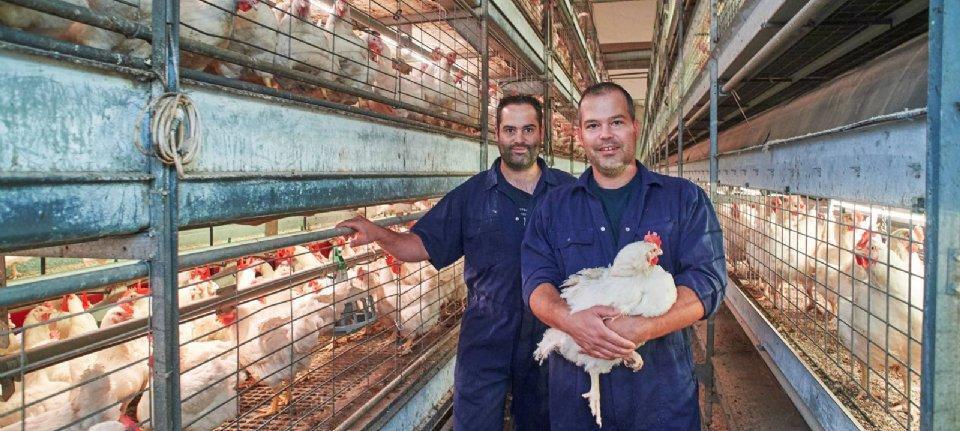 Kloeke Kip2 Nieuwe Oogst