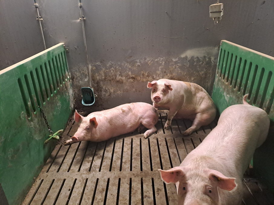 Varkens ILVO 1