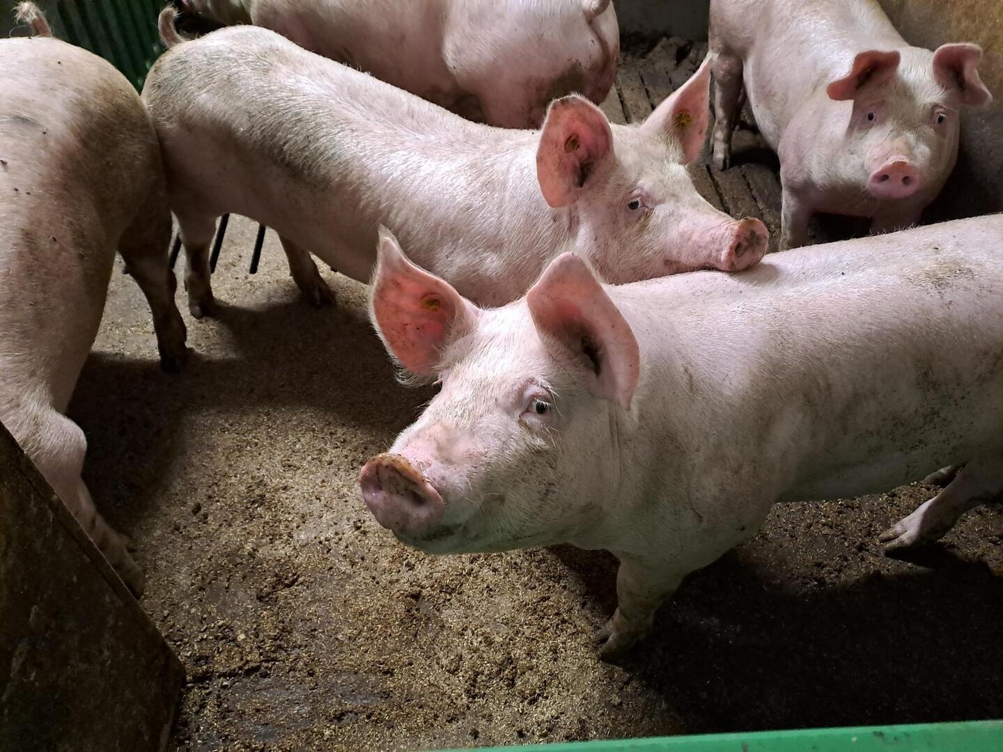 Varkens ilvo 1