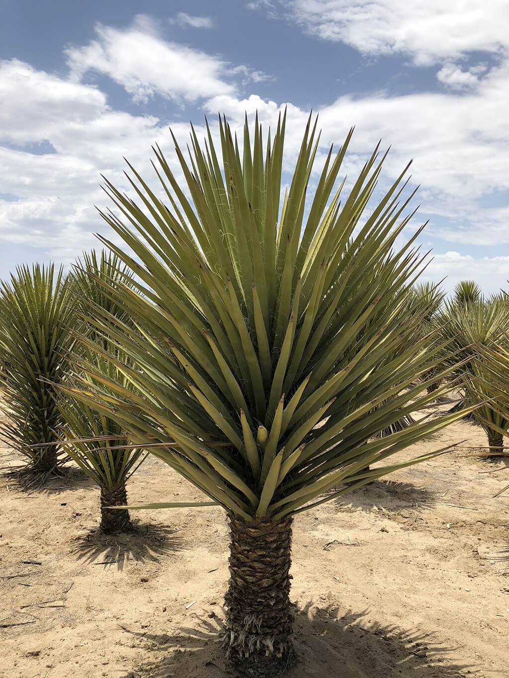 Yucca schidigera 1
