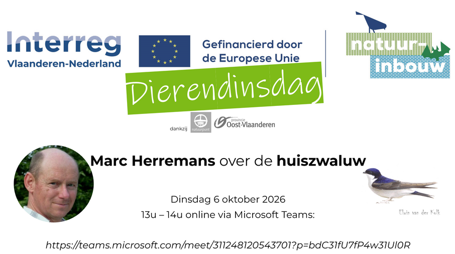 Aankondiging sessie Huiszwaluw 6okt2026