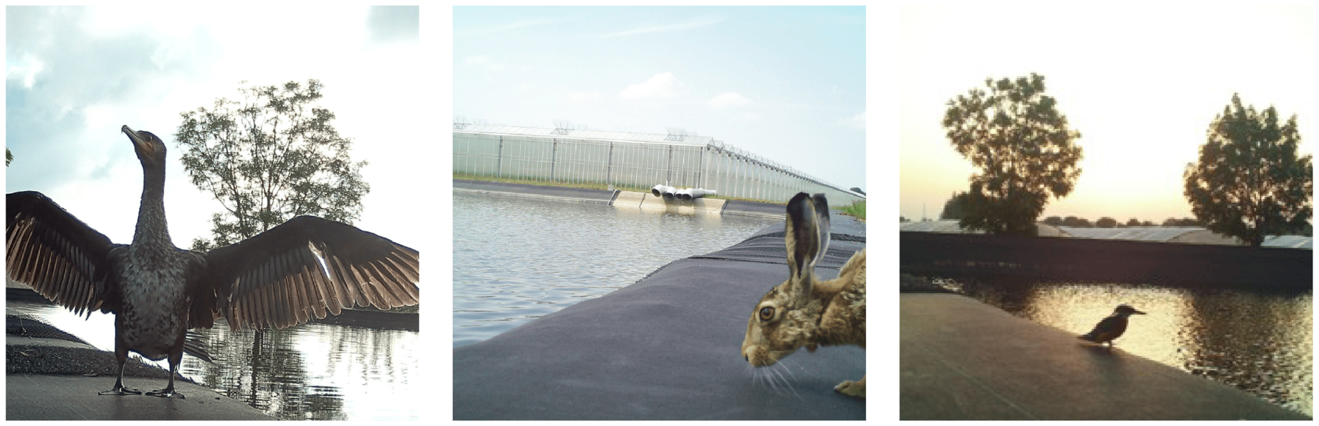 Foliebekkens fauna
