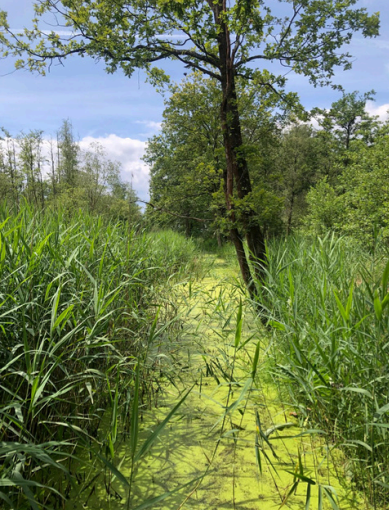 Huidige sloot in de Zegge (c) Vlaamse Landmaatschappij