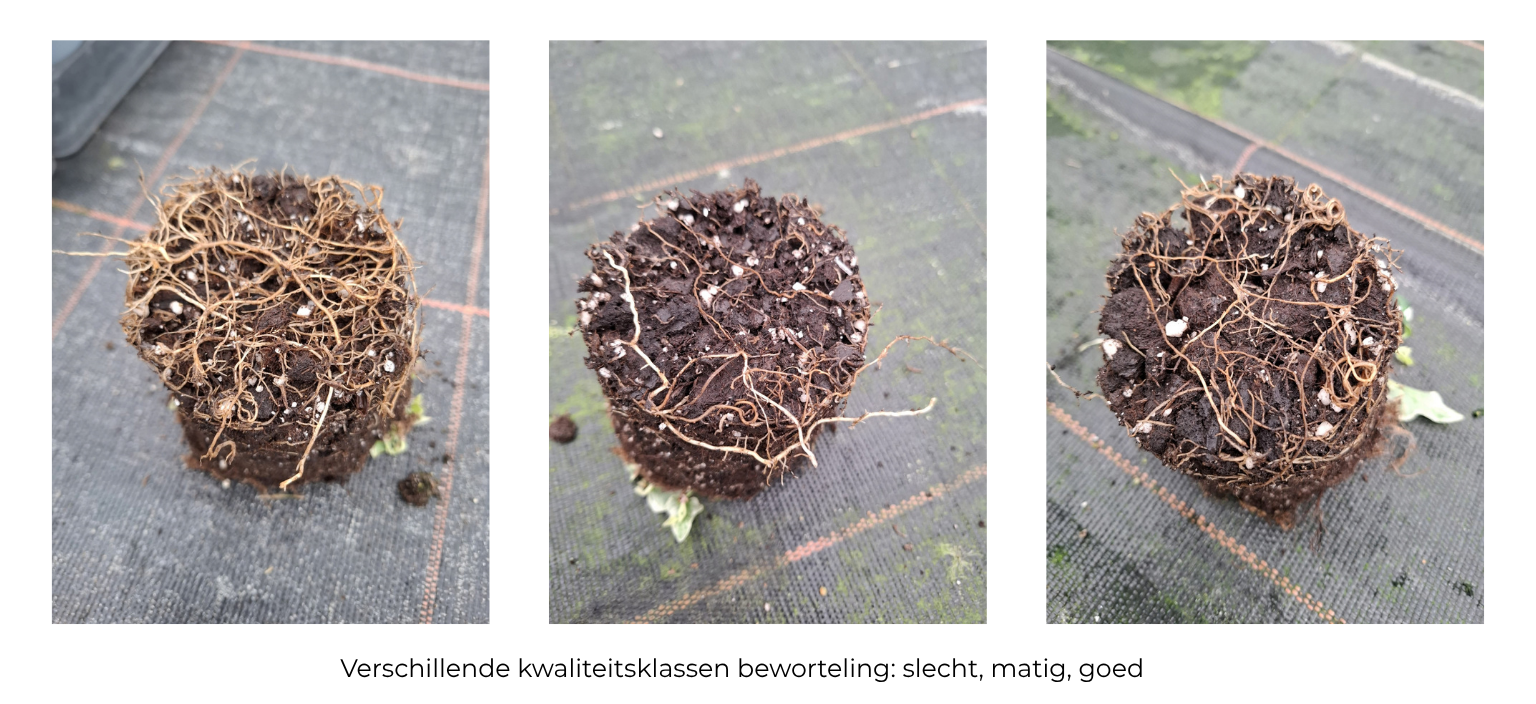 Beworteling