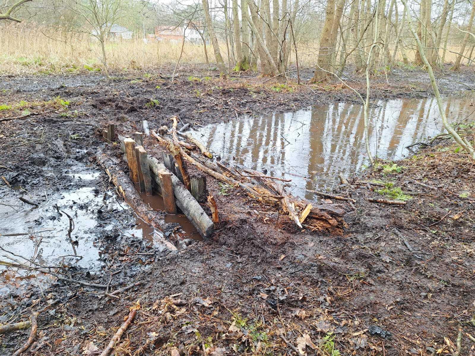Het gebruik van verschillende materialen om greppels in elzenbroekbossen te dichten (c) Kris Meus