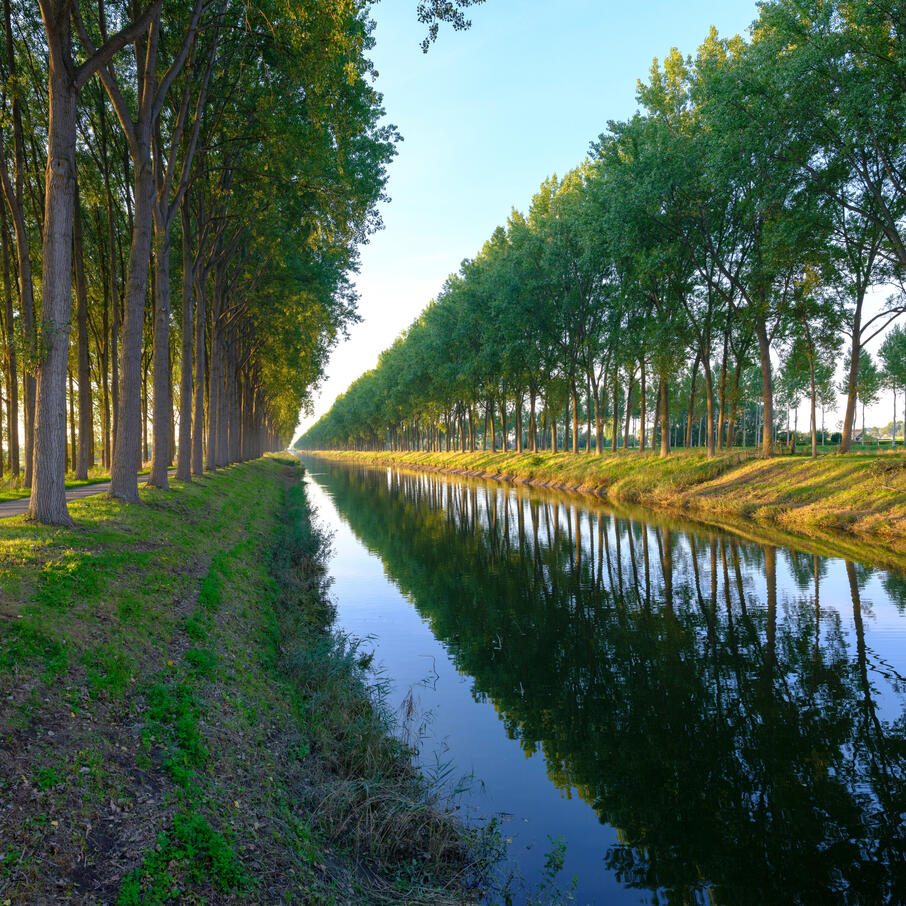 Statige bomenrij in een helder avondlicht. De bomenrij gelegen tussen het Leopoldkanaal en het Schipdonkkanaal wordt weerspiegeld in het water van een kanaal.