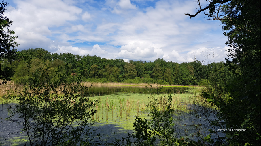 De Groote Meer Bosgroep Zuid Nederland