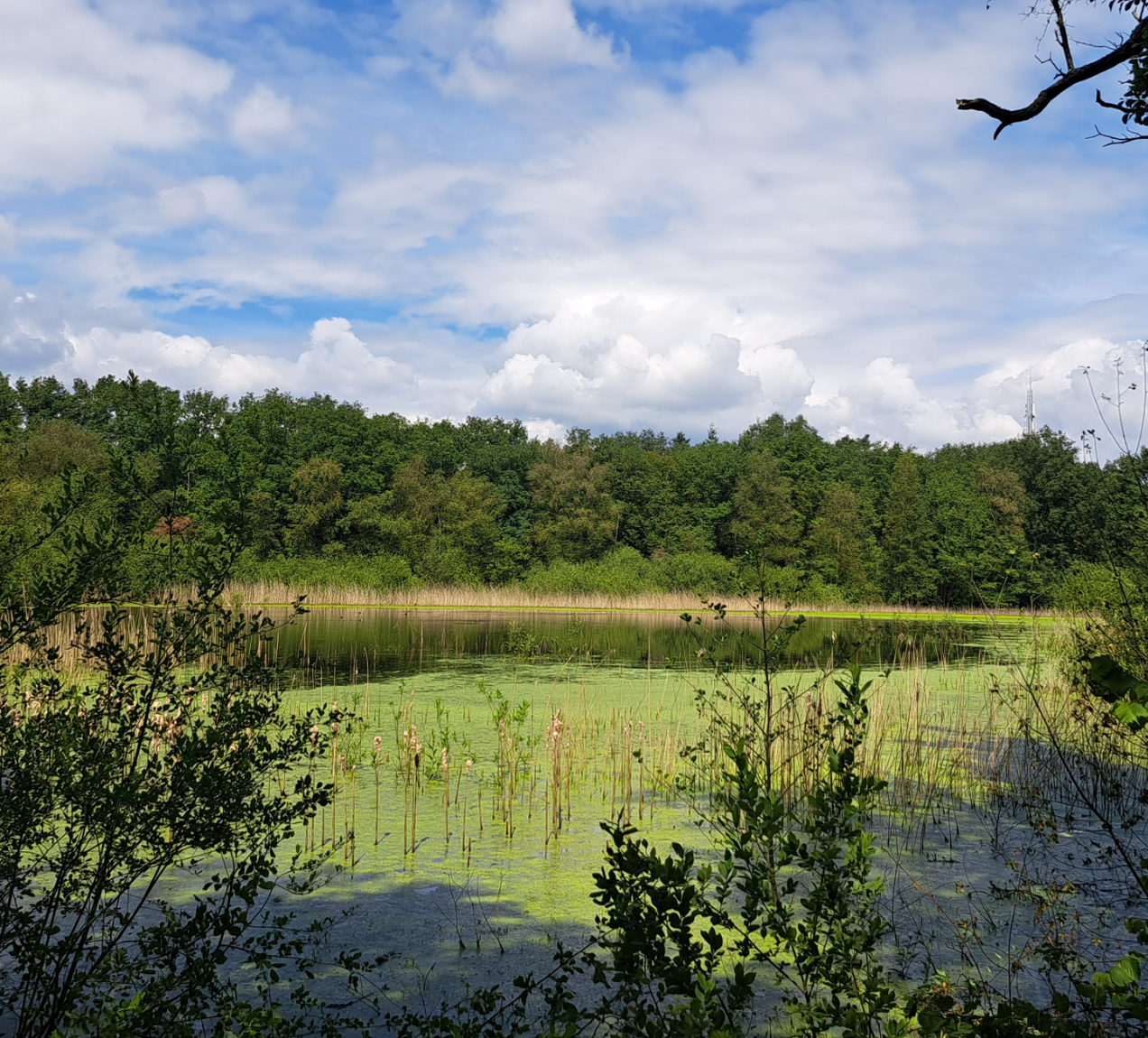 De Groote Meer Bosgroep Zuid Nederland