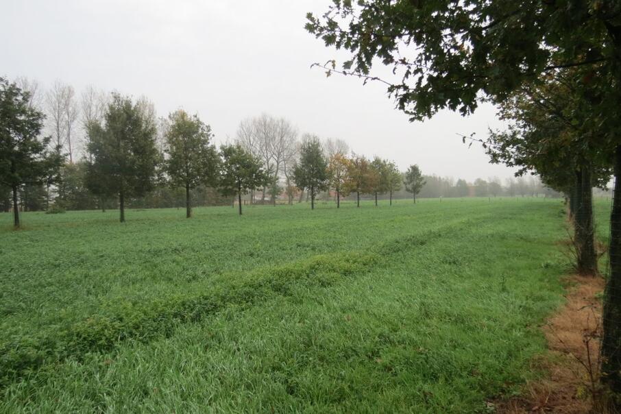 Persbericht 19 10 2017 Vlaamse agroforestrykennis verknoopt met Europees netwerk AFINET Agroforestry Innovatie Netwerken
