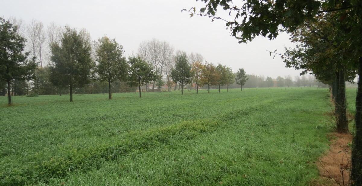 Persbericht 19 10 2017 Vlaamse agroforestrykennis verknoopt met Europees netwerk AFINET Agroforestry Innovatie Netwerken