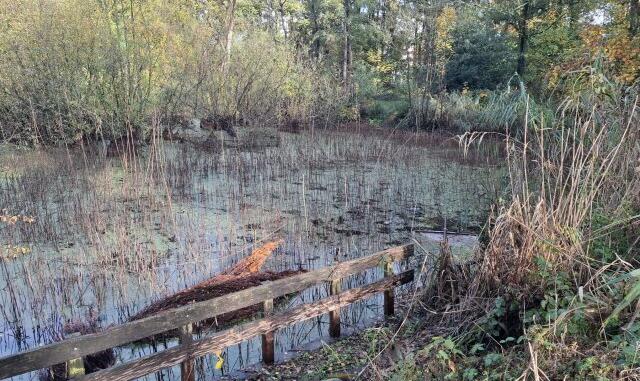 2020251030 de groote meer dichttgroei 1000045767