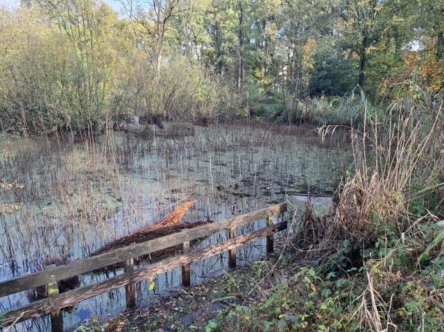 2020251030 de groote meer dichttgroei 1000045767