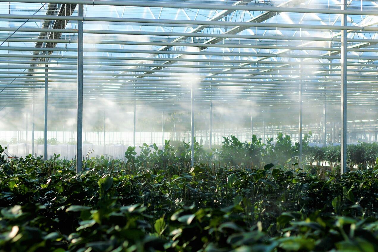 GREEN SENSE