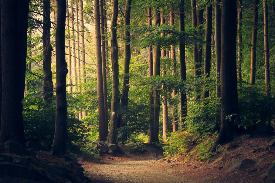 Healthy Forests